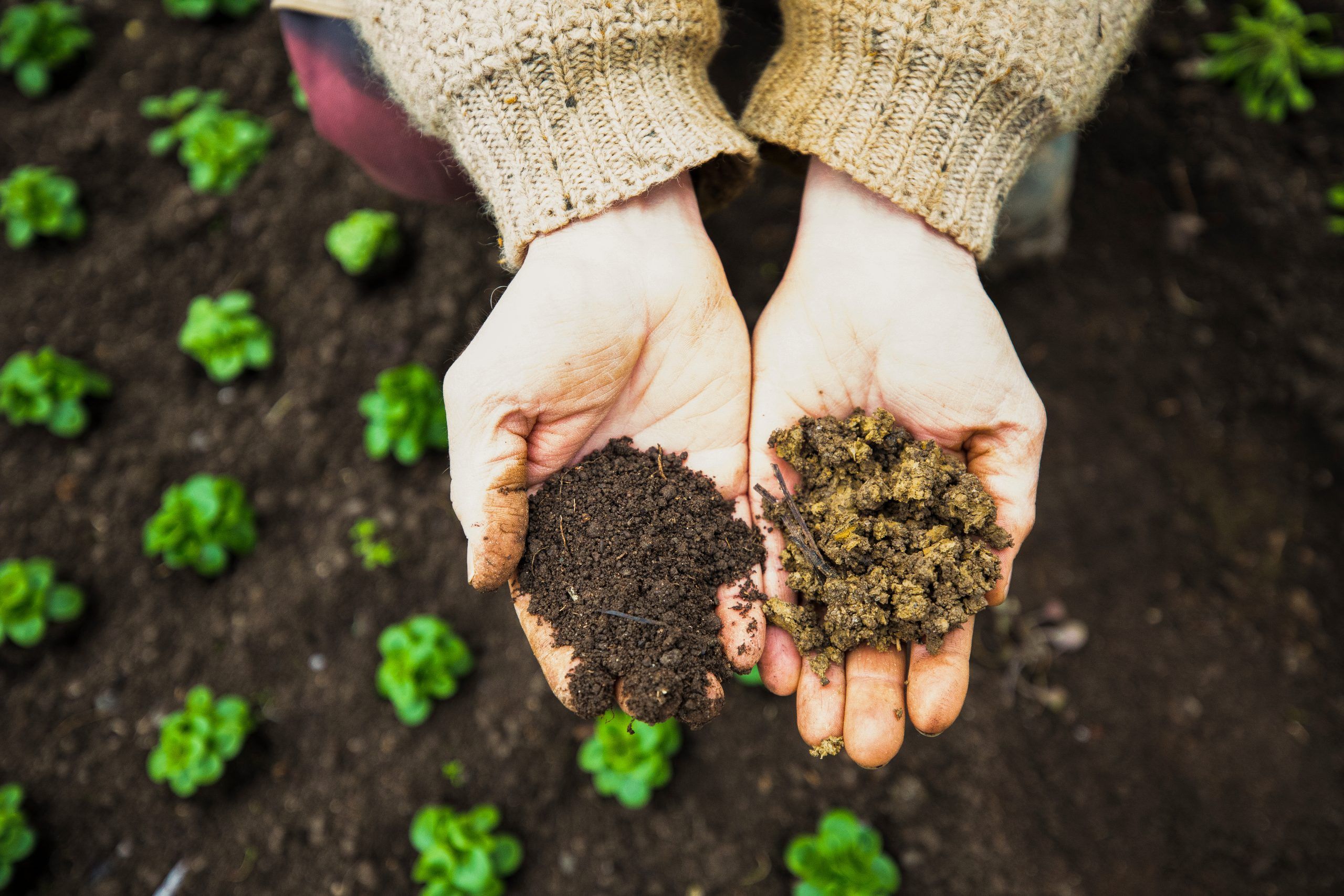 soil-health-determines-human-health.jpeg Soil Health Determines Human Health
