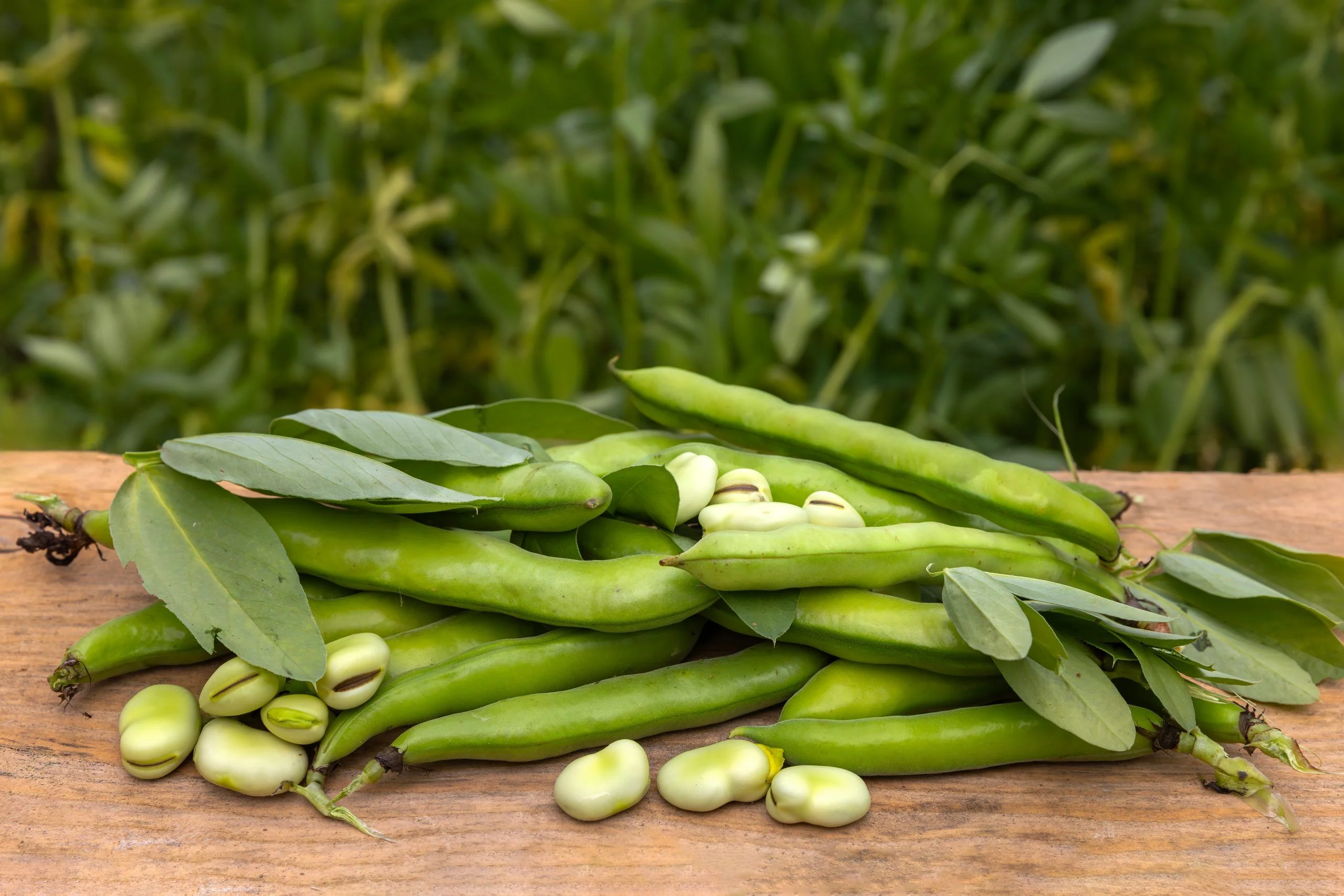 Versatile Fava Beans