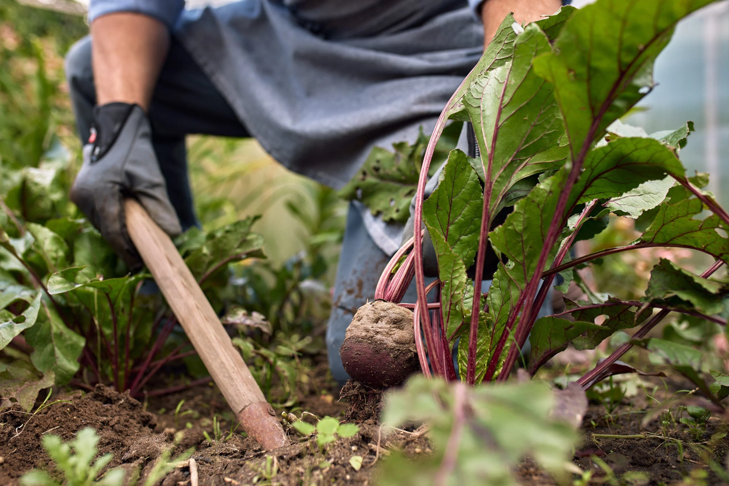 100 Harvests and Counting