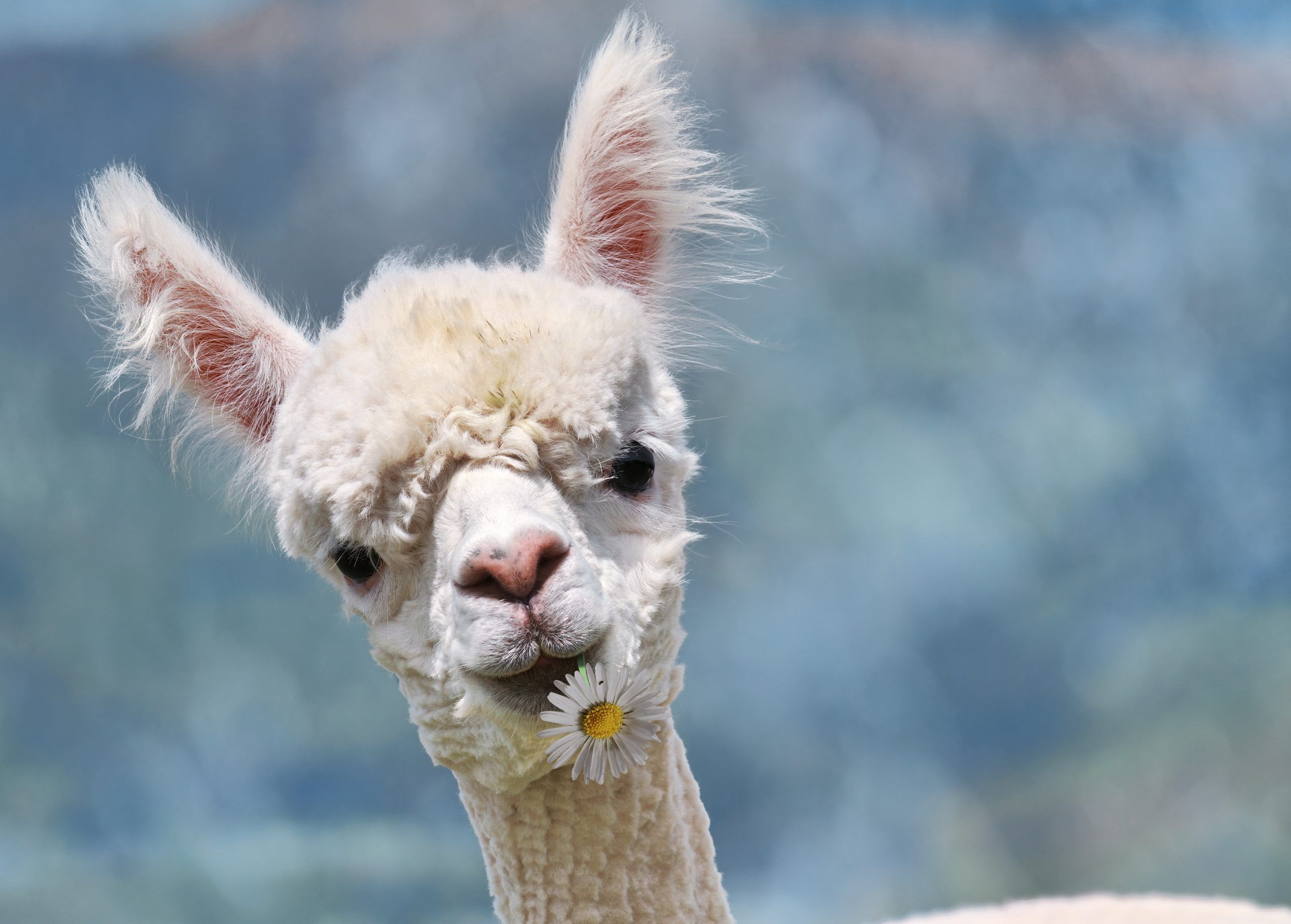 millie-the-alpaca.jpeg Millie the Alpaca