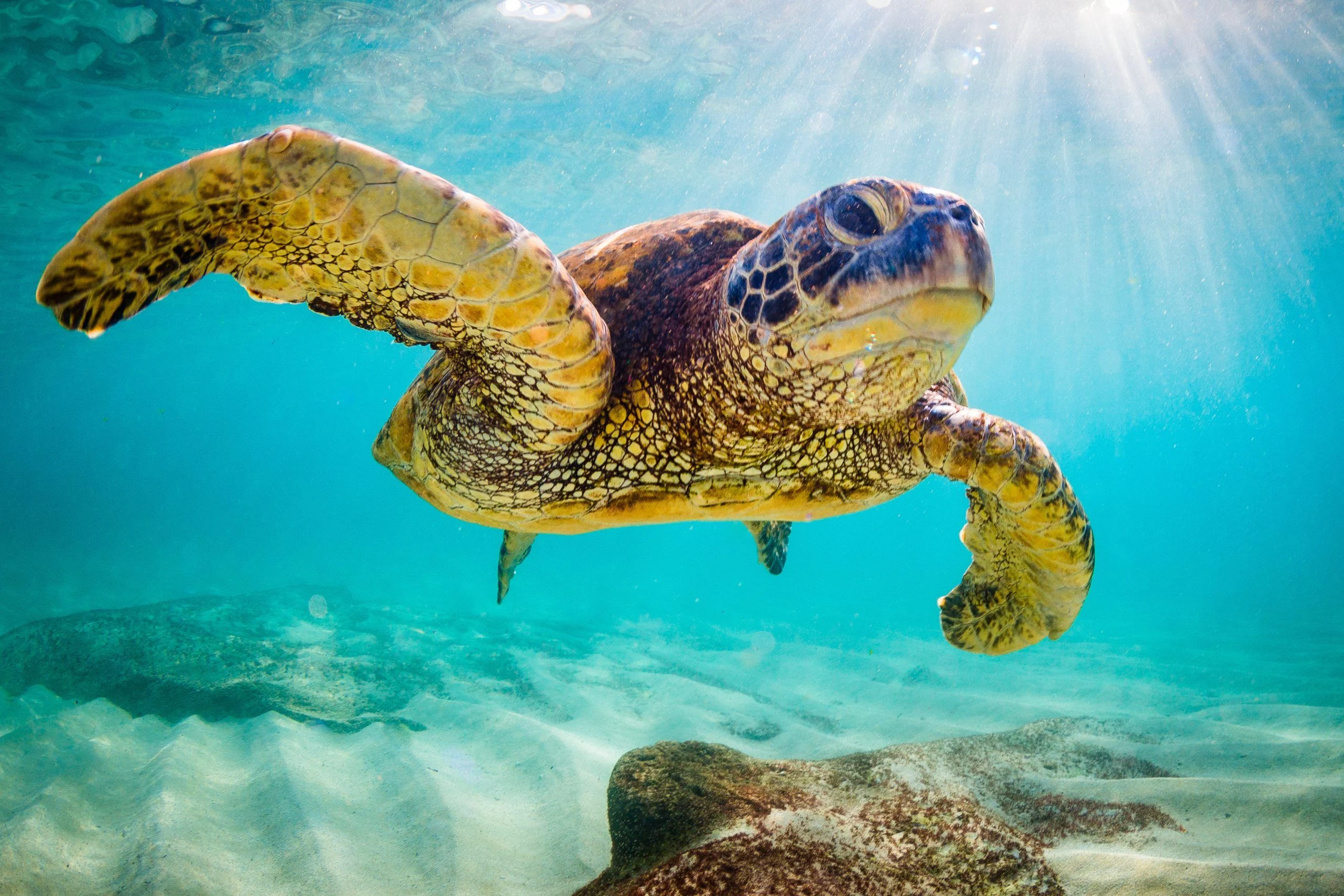 Centenarian Tortoises & Timeless Turtles