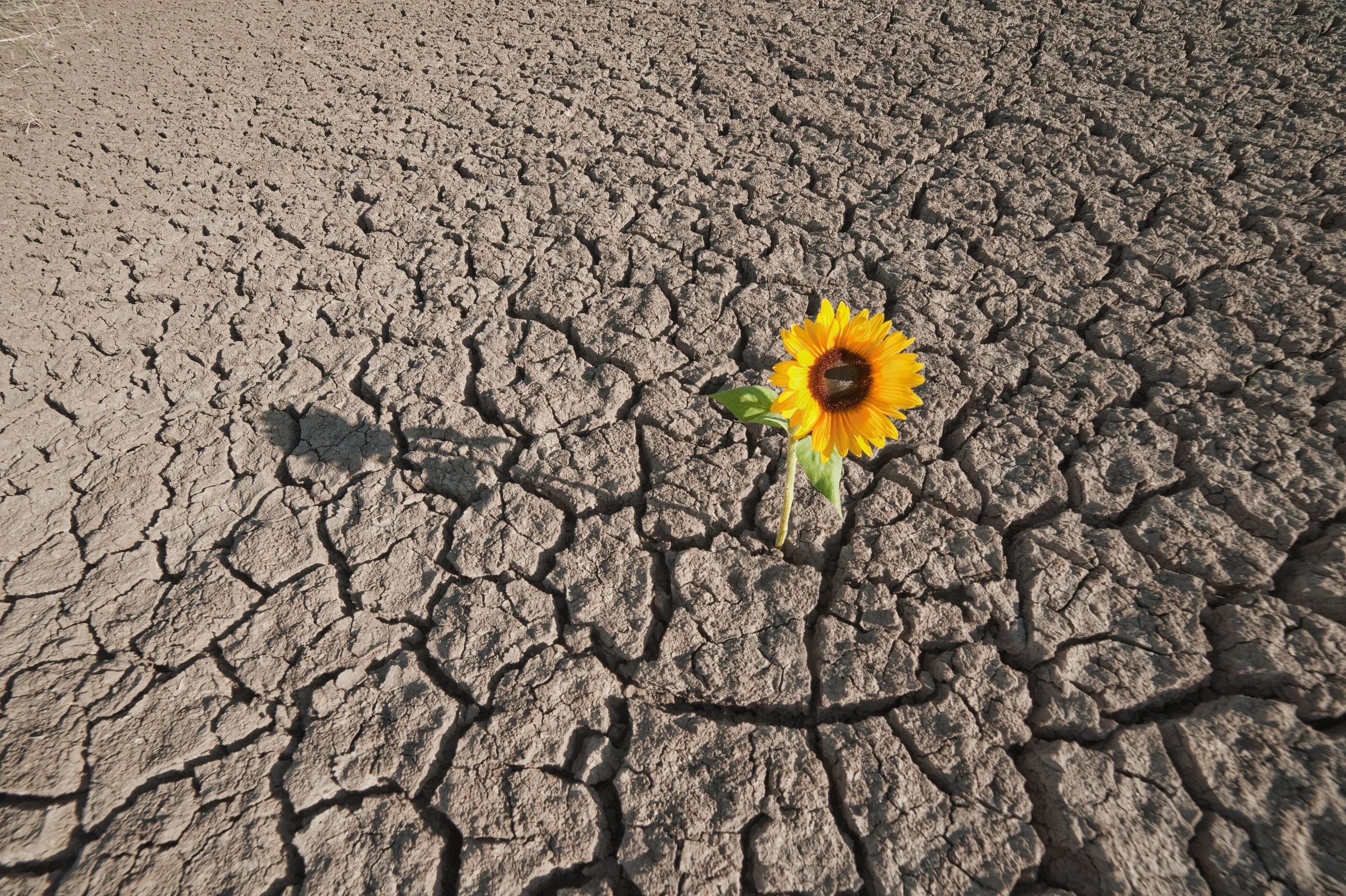 Out of Barren Land a Flower Grew