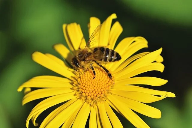 Beautiful Busy Bees